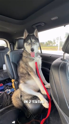 Funny Funny Animal videos #shortsfeed #funnyanimal #shorts #dog #cat