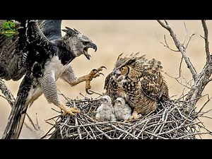 Great Horned Owl’s 70 Day Survival From Egg to Silent Night Hunter