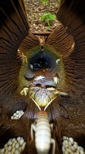 Termite's POV Inside the Colony #shorts #nature