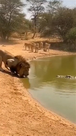 Old Crocodile vs Lion Fight in Amazon Forest part 95 #crocodile #lion #crocodileattack #amazonforest