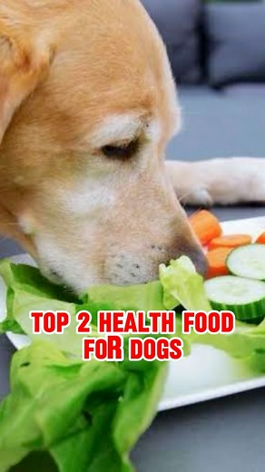 29K views · 503 reactions | Dog trainer or Dog behavior expert on Reels | Facebook