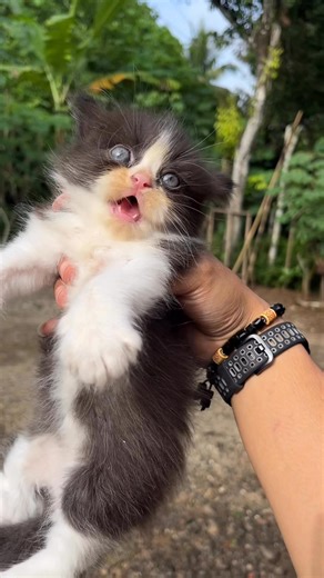Bad kitten | Republic Of Cat