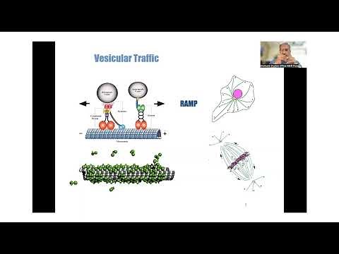 Motor Proteins in Cell