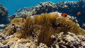 Download Time lapse clown fish in the sea anemone for free