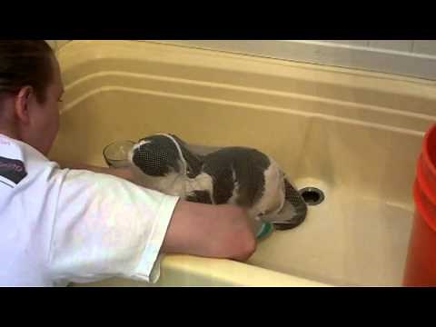 How to give a cat a bath (No Joke and No Wounds)