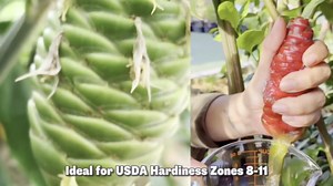 4 Zingiber Zerumbet Shampoo Ginger Roots, Awapuhi Fresh Ginger Rhizomes, Red Ginger Lily Pinecone Ginger to Grow Your Garden