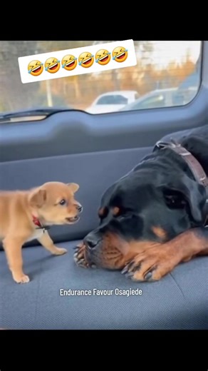 Some powerless people making noise | Endurance Favour Osagiede