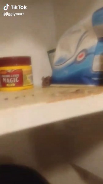 Found a mouse making a mess in my apartment. #mouse #animal #mouses #funny #meme #memes #scary