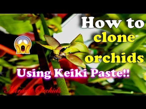 How to clone orchids using keiki paste | Propagating phalaenopsis, dendrobium, catasetum & others!