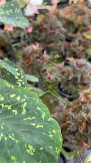 Our most unique begonia is in stock! 🌸 This species of begonia can actually be propagated from just a piece of a leaf! 🫢 AND the crop we currently have is bigger than the crop in this video. 👀 You know where to find it! 💻 📱 #newplant #begoniabipinnatifida #begonialover #plantparent #plantfacts #planthighlight #uniqueplant #advancedplant | Gabriella Plants