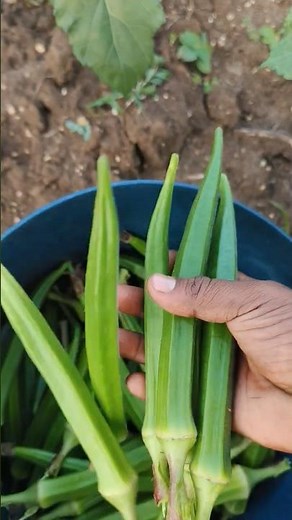I Grew an Entire Field of Okra