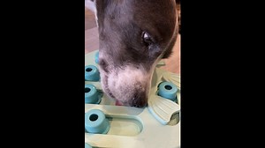 Dog learning puzzle treat game