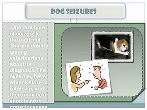 The Types of Dog Seizures