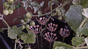 Metal Flower Arrangement 3 or 5-Piece Set, Rusty Finish, Made in USA (Set of 3)