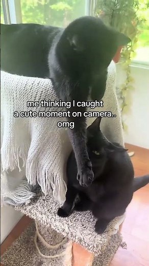 Watch this cat try to catch a string hilarious #CatVsString #FunnyPets