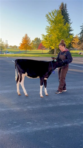 Long. Silky. Straight as an arrow 🎯 PAZZLE June calf Her dam: Pure-Spring Hanans Classy VG-85 🔹 1st Spring Jr. 2 ENS & PA Fall Show ‘25 🔹 HM Intermediate Champ PA Fall Show ‘25 🔹 10th Spring Jr. 2 WDE ‘25 This one NEVER gives you a bad look. Lot 10!! | Nittany Lion Fall Classic