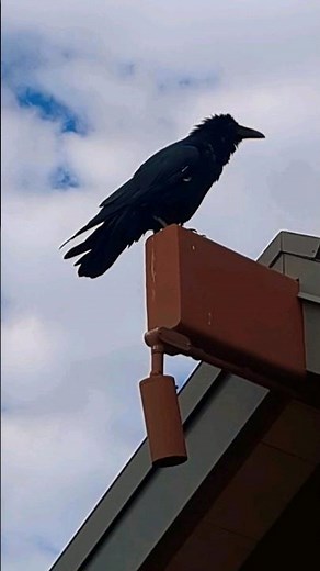 Raven Croaking - Grand Canyon National Park