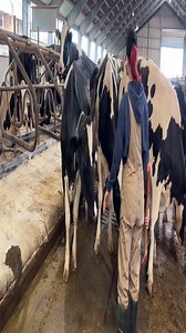 1.6K views · 19 reactions | Largest Dairy Farms In Denmark - Amazing Processes At Work- Feeding, Trimming,Milking - Biggest Cows part 1 #FamilyFarm #FarmLifeBestLife #FarmLifeGoals #like #follow #explore #FarmersMarket #FarmLifeLove #ModernFarmer #FarmLifeBalance #AgriCulture #FarmVibes | Mr Epic Giver | Facebook