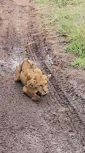431K views · 2.6K reactions | Rescue Mission: Lion Stuck in Mud A...
