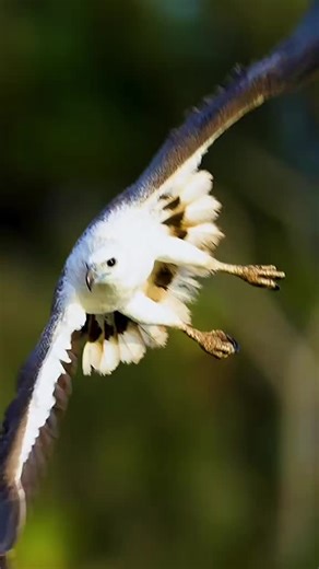 Discover the Majestic White-Bellied Sea Eagle