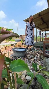 Teratai lipan merah #gemstone | Dedi Permanto