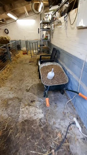 #élevageovin #agneulage #texelsheep #mouton #agneaux