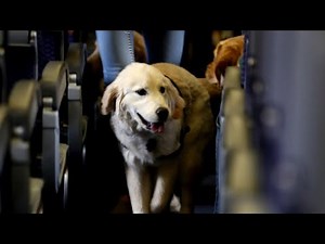 New airline regulations on service dogs