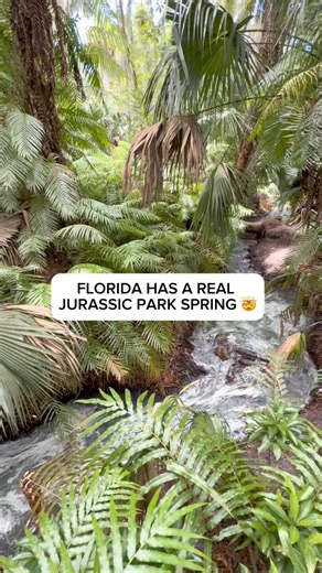 146K views · 2.7K reactions | FLORIDA HAS A REAL JURASSIC PARK SPRING 勞 #florida #spring #jurassicpark #Springs #visitflorida #orlando #naturevibes #naturebeauty | St. Johns River Water Management District | Facebook