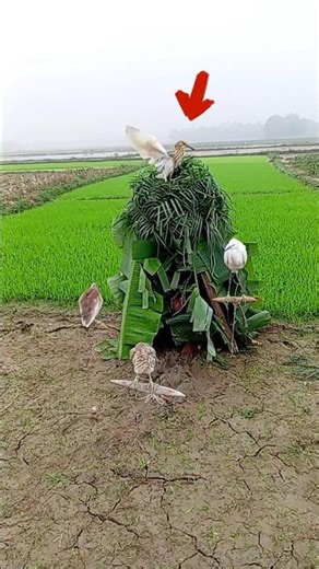 🌾🙏😭🦩# বক পাখি Počinje igra fazana.# #India #united# South# Korea #Vietnam#