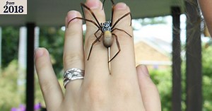 Australian spider's web is so strong it could make bulletproof clothing