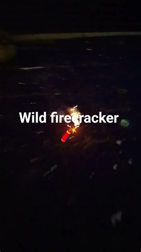 wild firecracker 🧨#2025 #experiment #firecracker #2026 #fireworks
