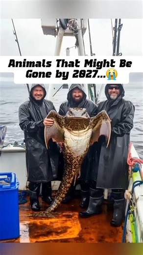 😭Animals That Could Go Extinct by 2027 ...!!