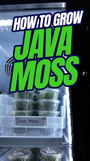 Java Moss is easy to grow! 🟢It’s low-maintenance and perfect for fish and shrimp tanks Shop Java Moss https://bit.ly/3Gw0fxm products/java-moss?_pos=1&_psq=java&_ss=e&_v=1.0 Shop Guppies https://bit.ly/3uMzylA Other Helpful Links: 🔔 Subscribe and follow along on our journey: https://bit.ly/485ea8U 👪 Become a part of our Exclusive Shrimp Family: https://bit.ly/3GB7HHR 🦐 Shop shrimp, fish, snails, plants and more from our online store: https://bit.ly/3Gw0fxm 🏆Find our why we are the best plac