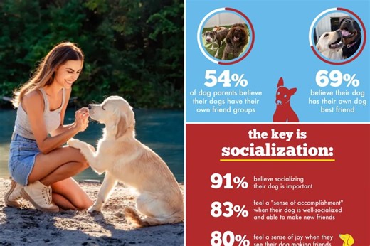 Is your dog more social than you? Survey says yes
