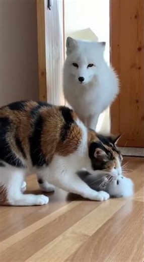 Zero Survival Instincts... (Cat vs Fox) 💀🦊 #regret