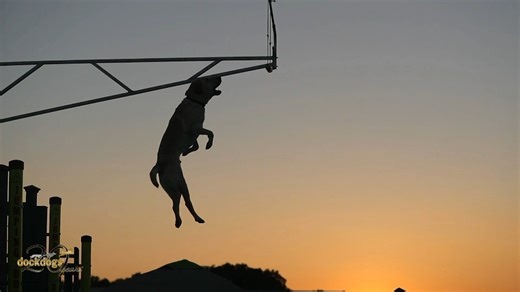 2.8K views · 70 reactions |  Happy National Dog Day,...