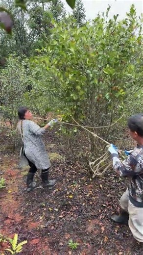 Tree Tying Hack That Saves Hours! #OrchardTips #FarmLife