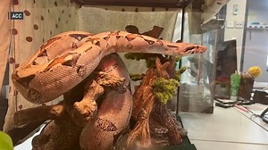 Python found on Upper West Side