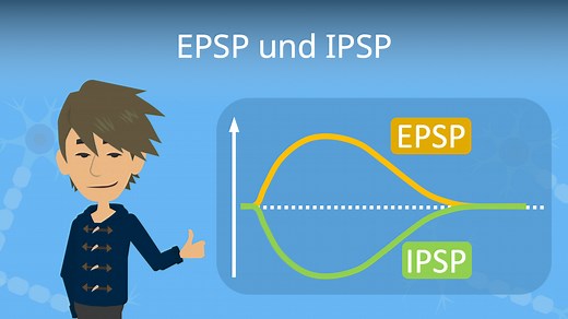 EPSP und IPSP einfach erklärt