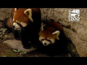Red Panda Cubs are So Much Fun - Cincinnati Zoo
