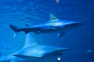 Mote's New Science Education Aquarium Is Open