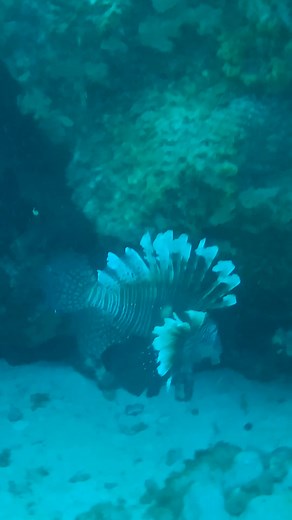 12K views · 137 reactions | On the hunt for invasive lionfish. These aquarium-fish-gone-wild wreak havoc on our coastal ecosystem. They’re aggressive predators that can decimate native fish populations. Find responsible ways to get rid of aquarium life at texasinvasives.org/neverdumpyourtank #NISAW | Texas Parks and Wildlife | Facebook