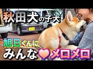 [Cute Akita Dog] Adorable puppy "ASAHI" Asahi is 3 months old and had everyone enthralled at the ...