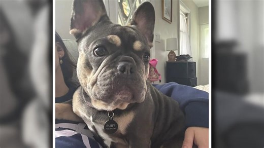 Man accused of fatally shooting Ruby the French bulldog rejects plea deal