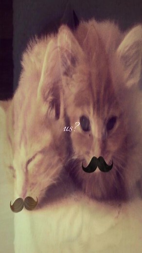 Exploring Different Types of Cats for Cat Lovers