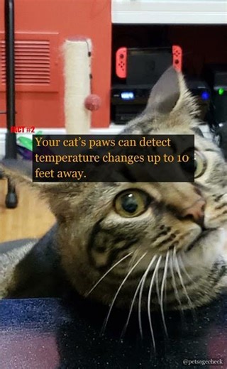 Why Do Cats Follow You to the Bathroom? 🐱 | PetAgeCheck