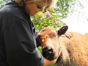 Bison farm adds touch of American Southwest to Up North Michigan