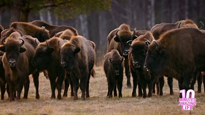 A bison herd gathered quietly