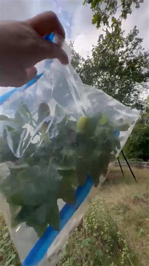 Love getting videos like this from this lovely lady out getting acorns for me from the Druids Oak in Slough. Thank you so much and again thank you again to all the other Paramili-Tree SAS (Special Acorn Service) branch members who have been out all over the UK and Ireland collecting acorns for my oak grove museum. Most of my life I gathered and hoarded money and gold. When I was younger being a millionaire was the only thing I dreamt off. Today I gather and hoard acorns from ancient iconic oak t