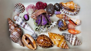 Finding Big Hermit Crabs and Strange Hermit Crabs on the Beach, Snails and Slugs, Clams, Sea Crabs #indonaturevalues | Indo Nature Values